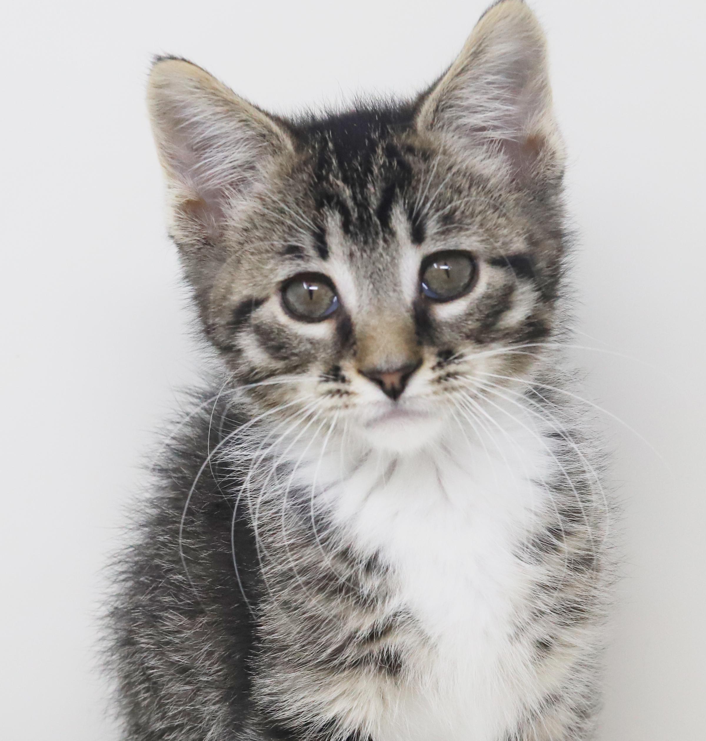 Enlarge Greyson and Grant - WOW therapy sweet tiny floofs!, an adopted mixed breed in Bedford Hills, NY image 1/6