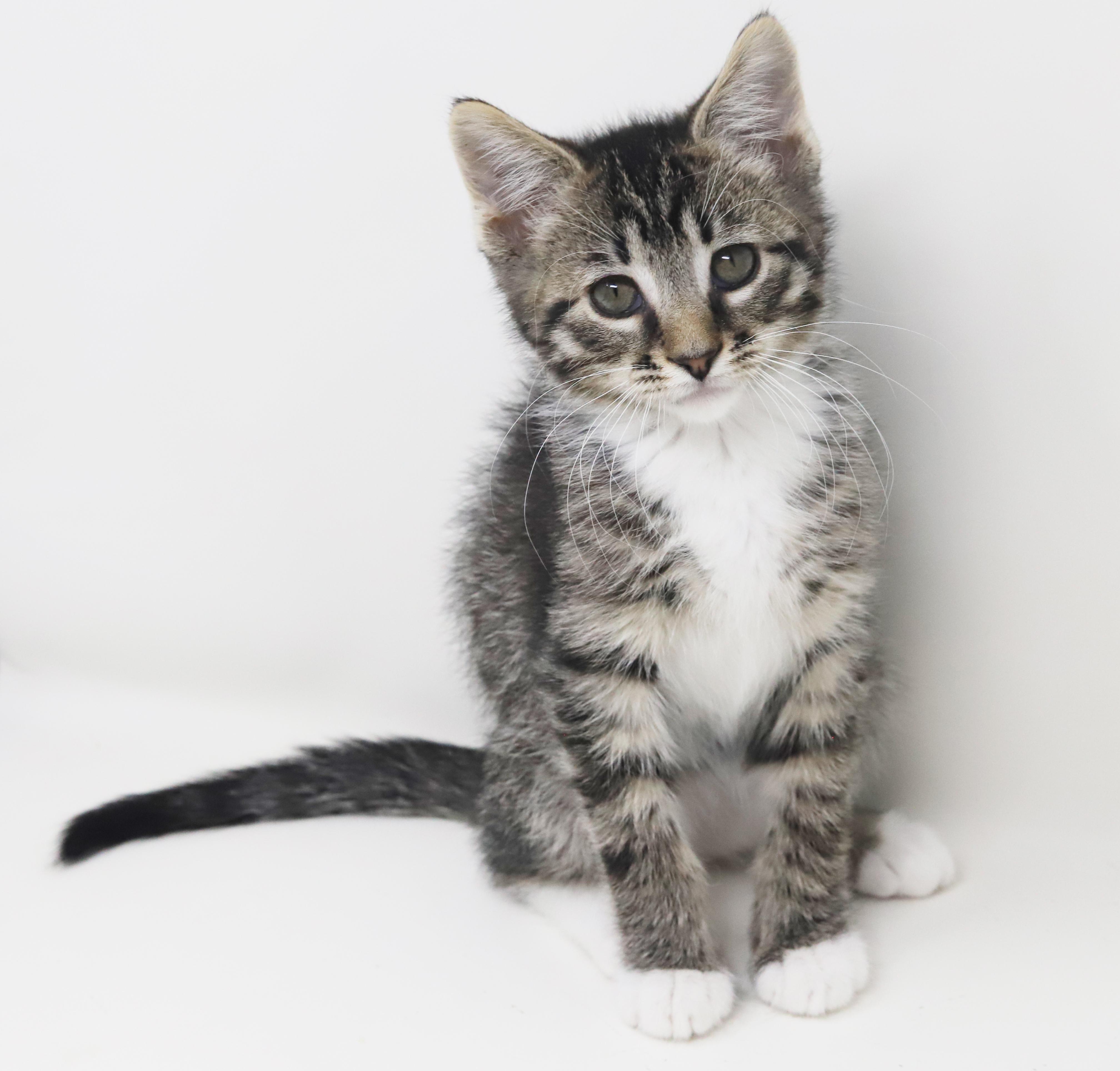 Enlarge Greyson and Grant - WOW therapy sweet tiny floofs!, an adopted mixed breed in Bedford Hills, NY image 5/6