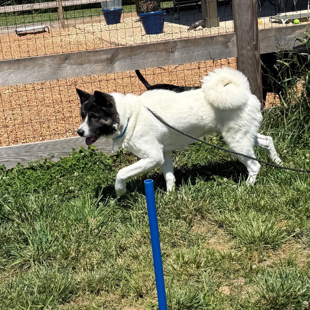 Broady, Adoptable, Adult Male Akita.