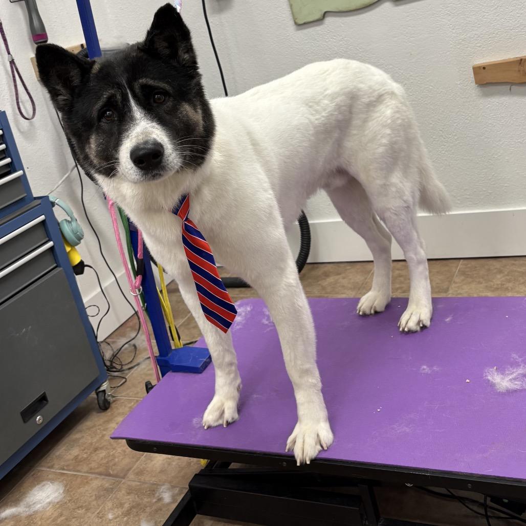 Enlarge Broady, a Adoptable Akita in Southside, TN image 2/3