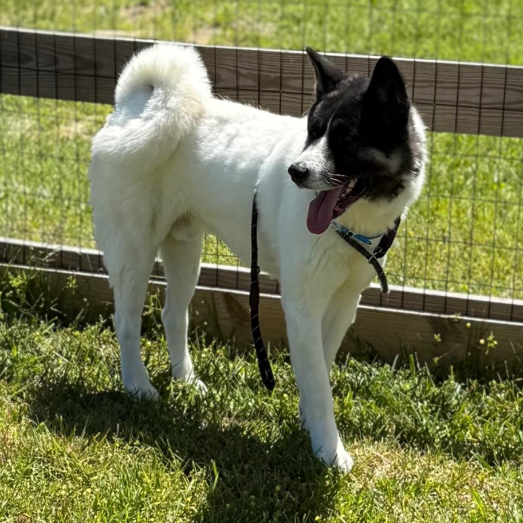 Enlarge Broady, a Adoptable Akita in Southside, TN image 3/3