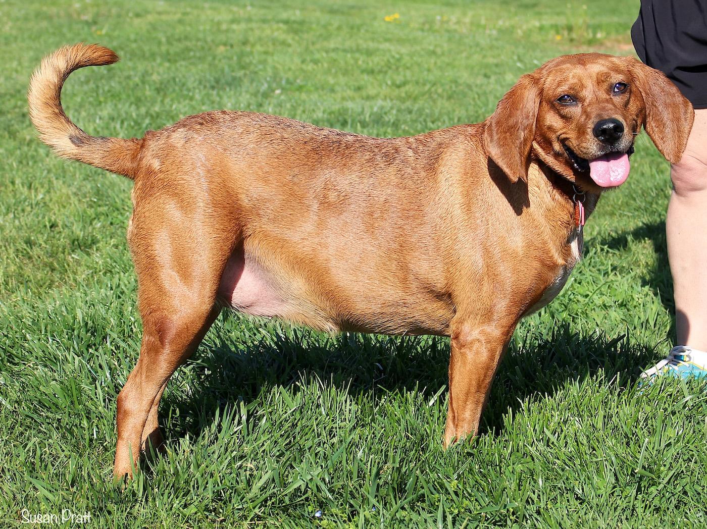 Enlarge Paige, a ADOPTABLE Redbone Coonhound in Bedford, VA image 2/3