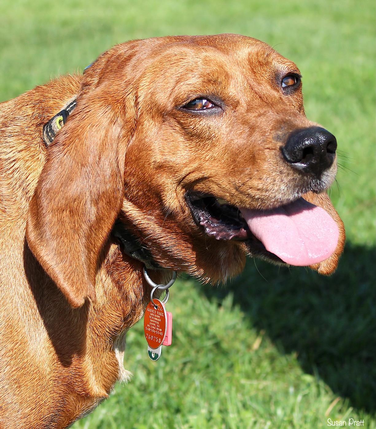 Enlarge Paige, a ADOPTABLE Redbone Coonhound in Bedford, VA image 1/3