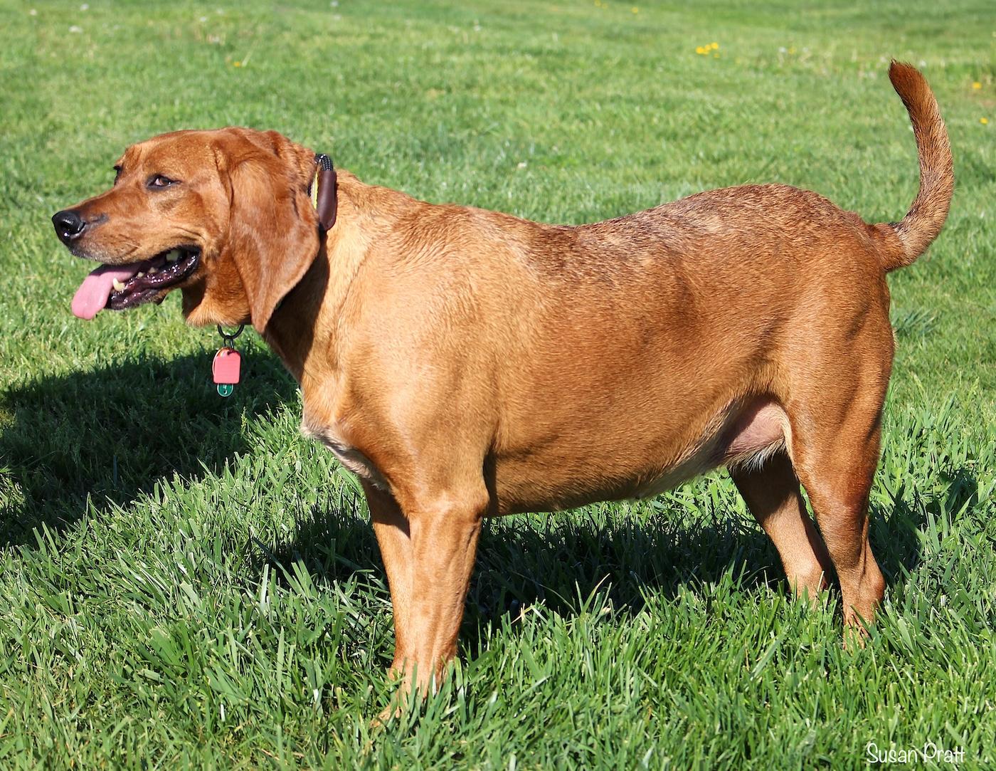 Enlarge Paige, a ADOPTABLE Redbone Coonhound in Bedford, VA image 3/3