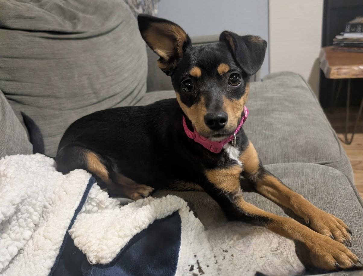 170-26, ADOPTABLE, Young Female Miniature Pinscher.