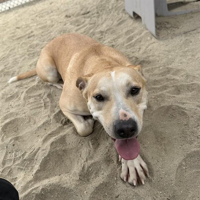 ZEERA, Adoptable, Young Female Pit Bull Terrier.