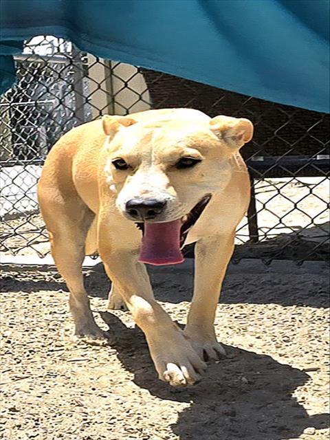 ZEERA, Adoptable, Young Female Pit Bull Terrier.