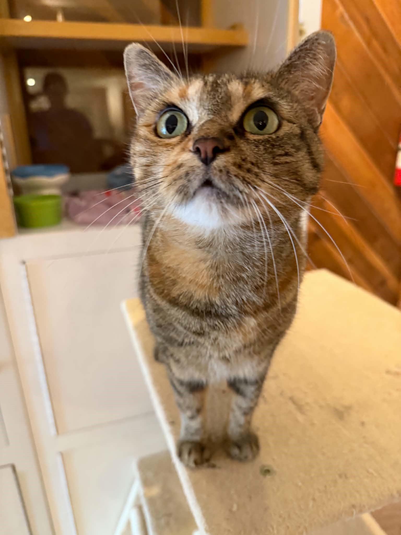 Enlarge Honey, a ADOPTABLE Domestic Short Hair in Boise, ID image 5/5