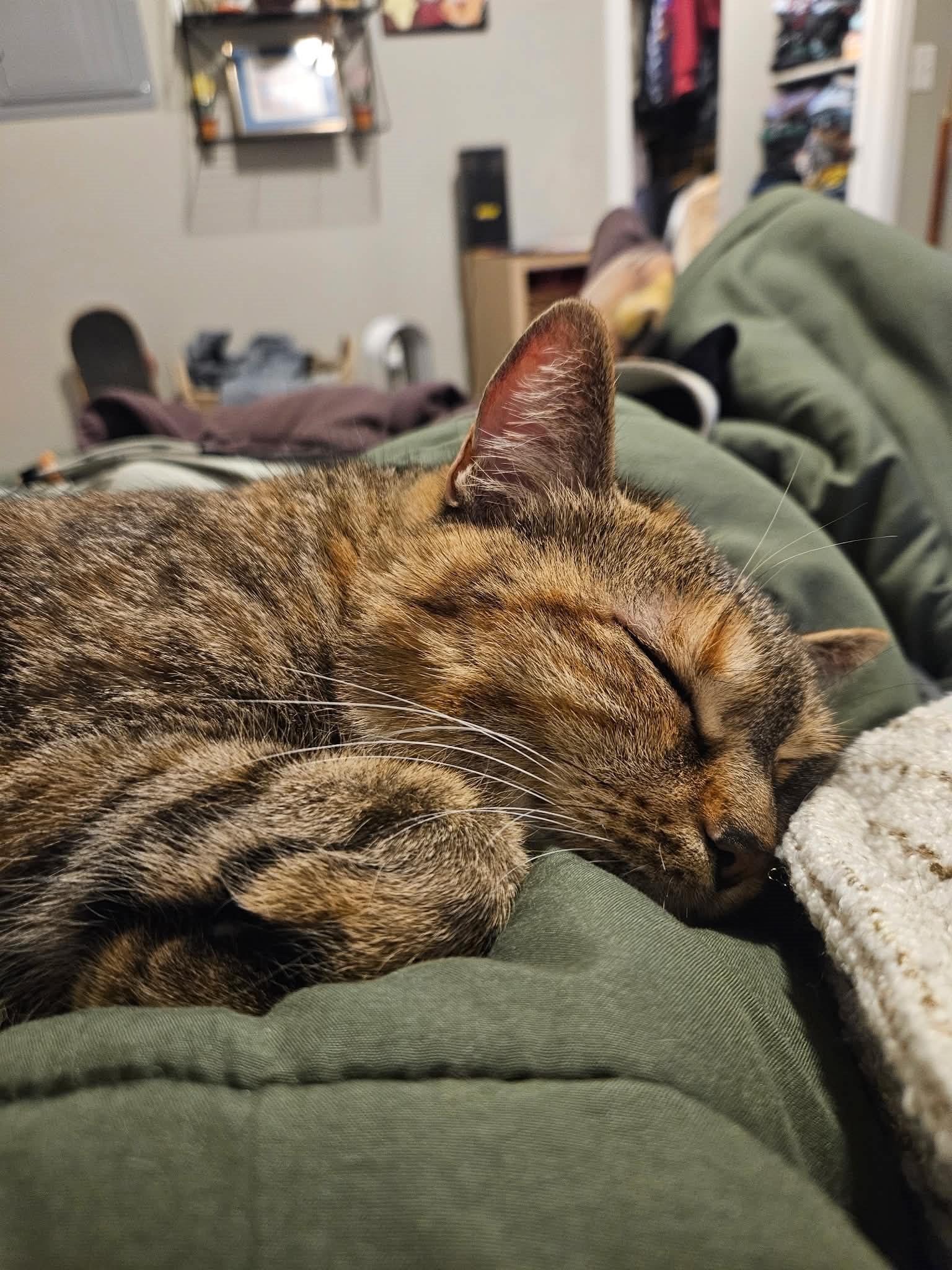 Honey, ADOPTABLE, Adult Female Domestic Short Hair.