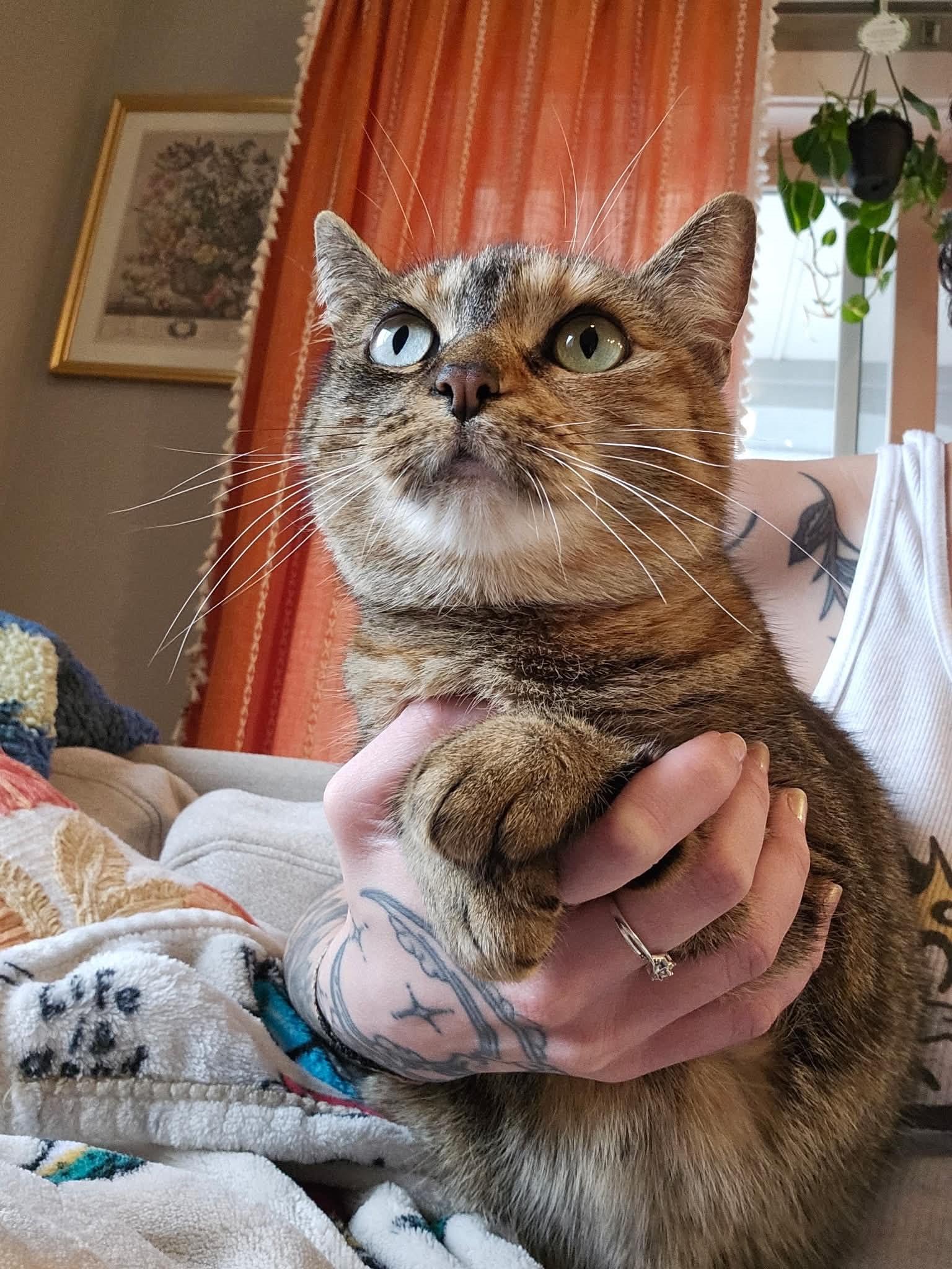 Enlarge Honey, a ADOPTABLE Domestic Short Hair in Boise, ID image 2/5