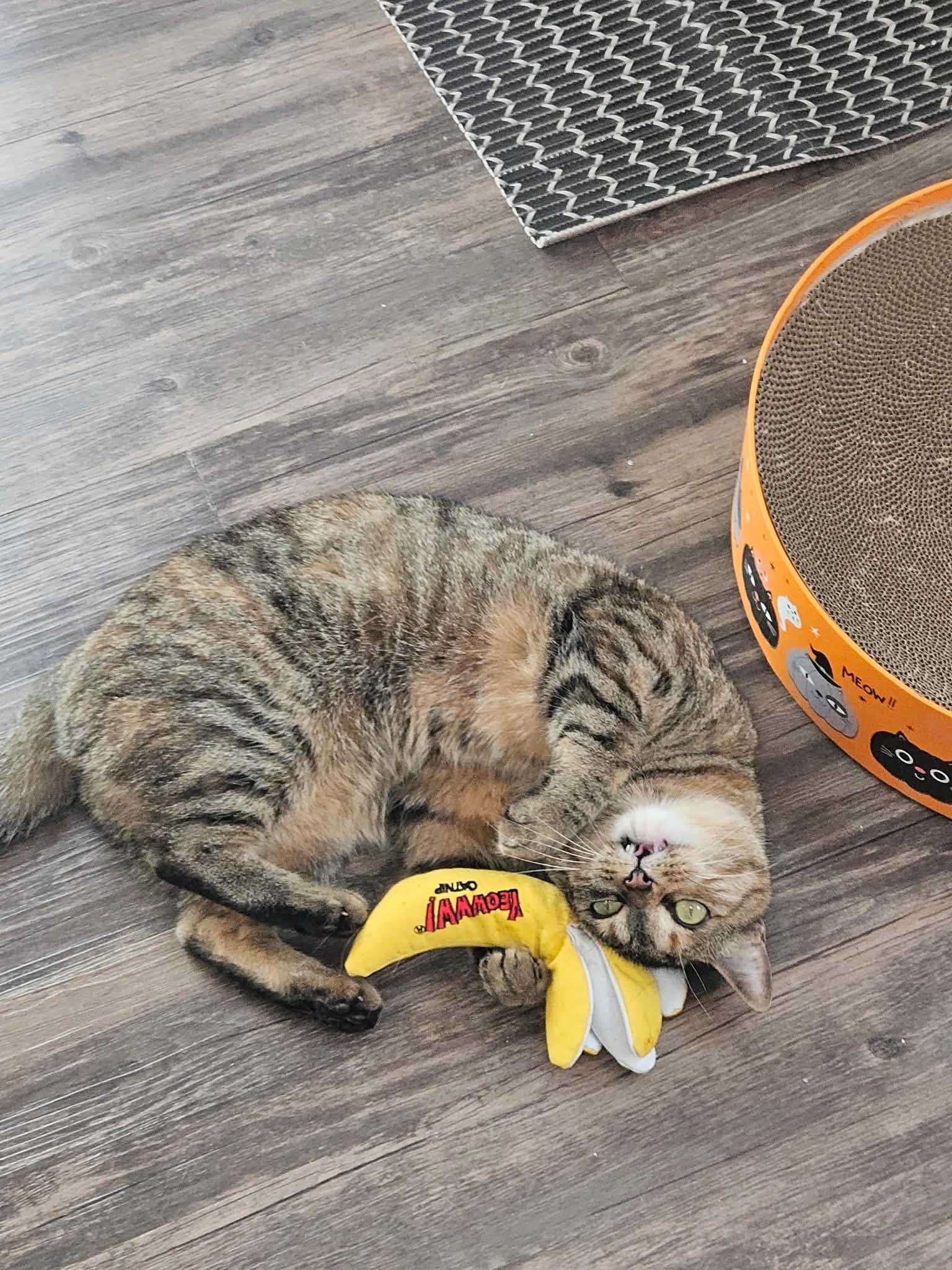 Enlarge Honey, a ADOPTABLE Domestic Short Hair in Boise, ID image 3/5