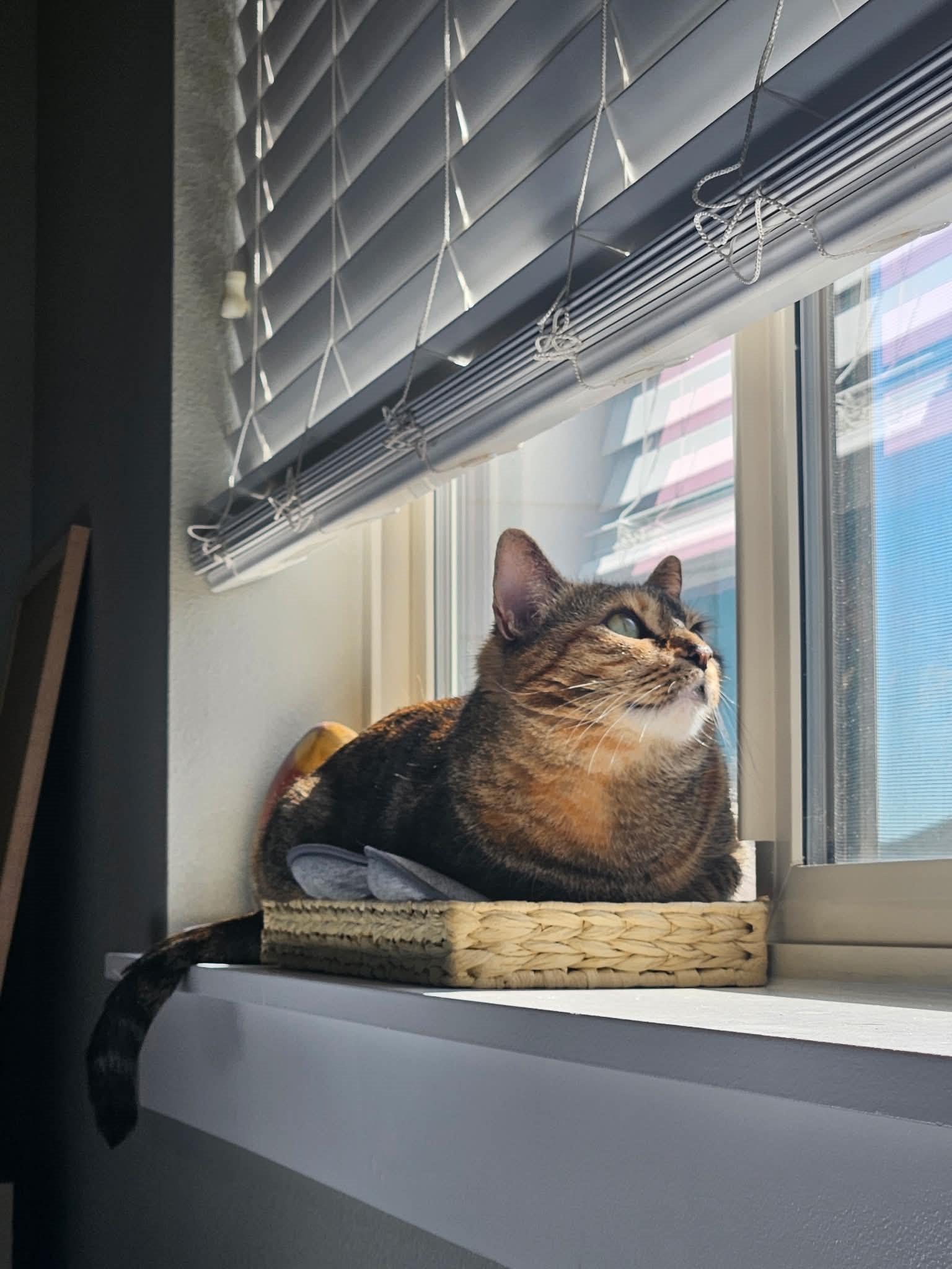 Enlarge Honey, a ADOPTABLE Domestic Short Hair in Boise, ID image 4/5