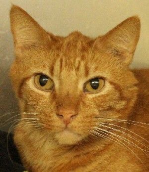 Monterey, Adoptable, Adult Male Tabby.