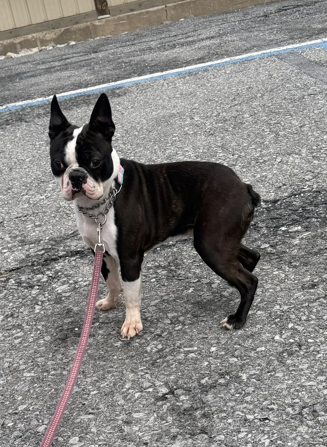 Enlarge Toad, an adopted Boston Terrier in Kutztown, PA image 1/1