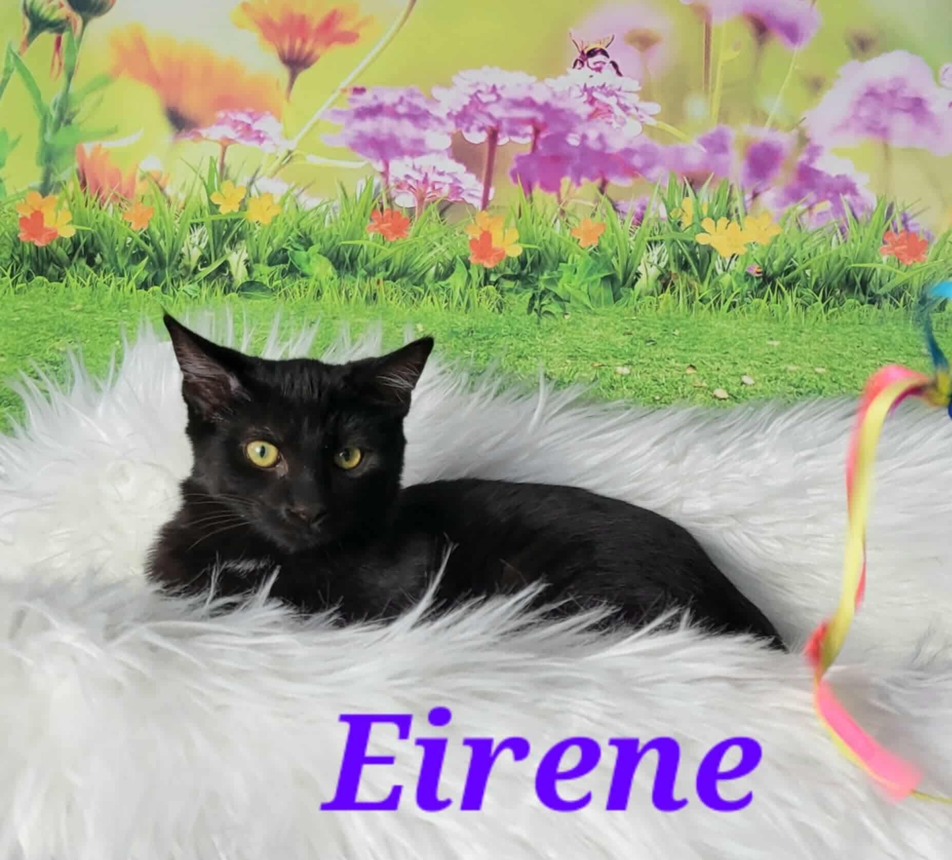 Enlarge Eirene, an adoptable Domestic Short Hair in Greensburg, PA image 2/6