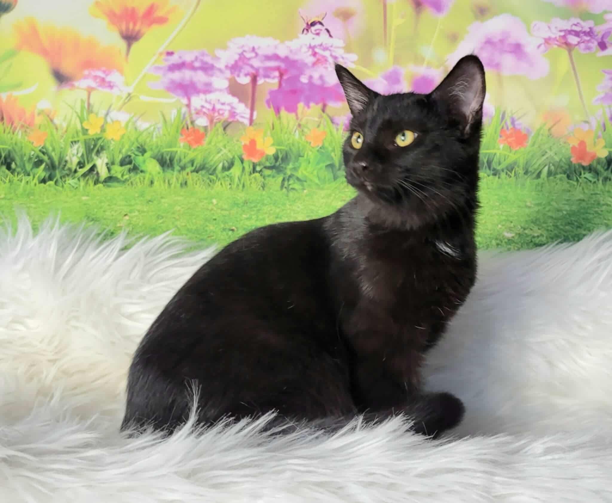 Enlarge Eirene, an adoptable Domestic Short Hair in Greensburg, PA image 3/6