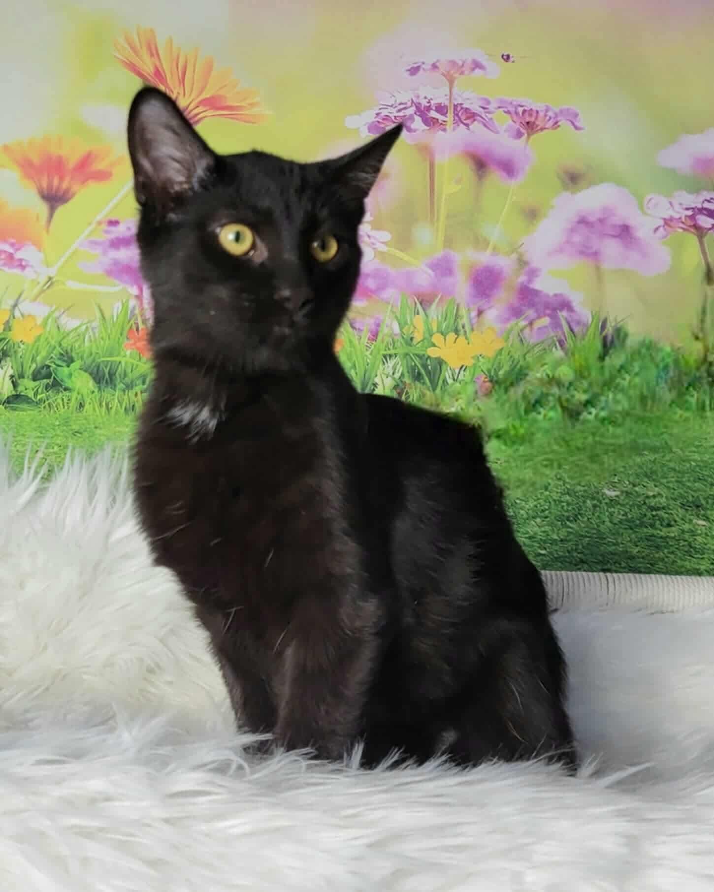 Enlarge Eirene, an adoptable Domestic Short Hair in Greensburg, PA image 4/6