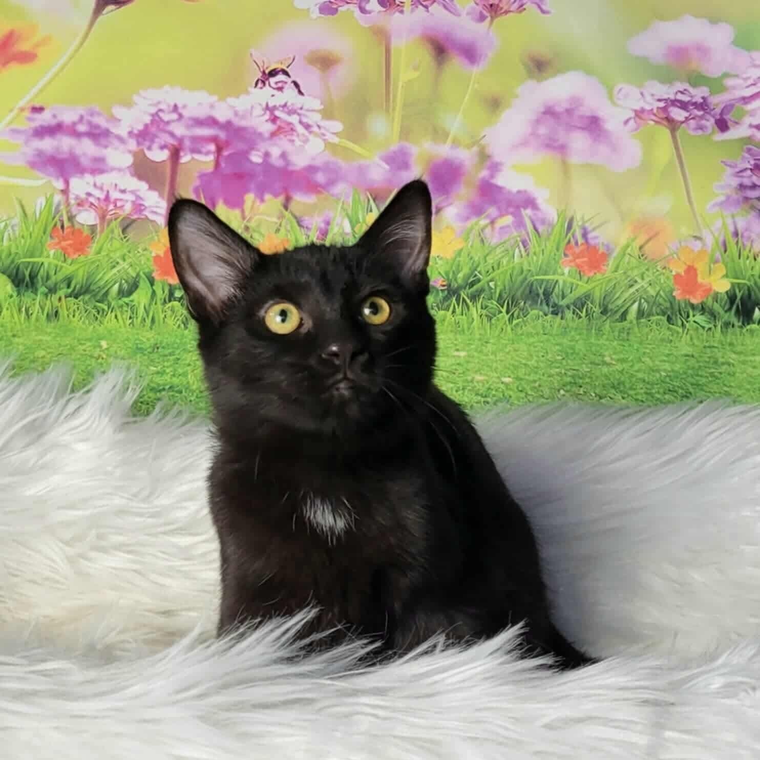 Enlarge Eirene, an adoptable Domestic Short Hair in Greensburg, PA image 1/6