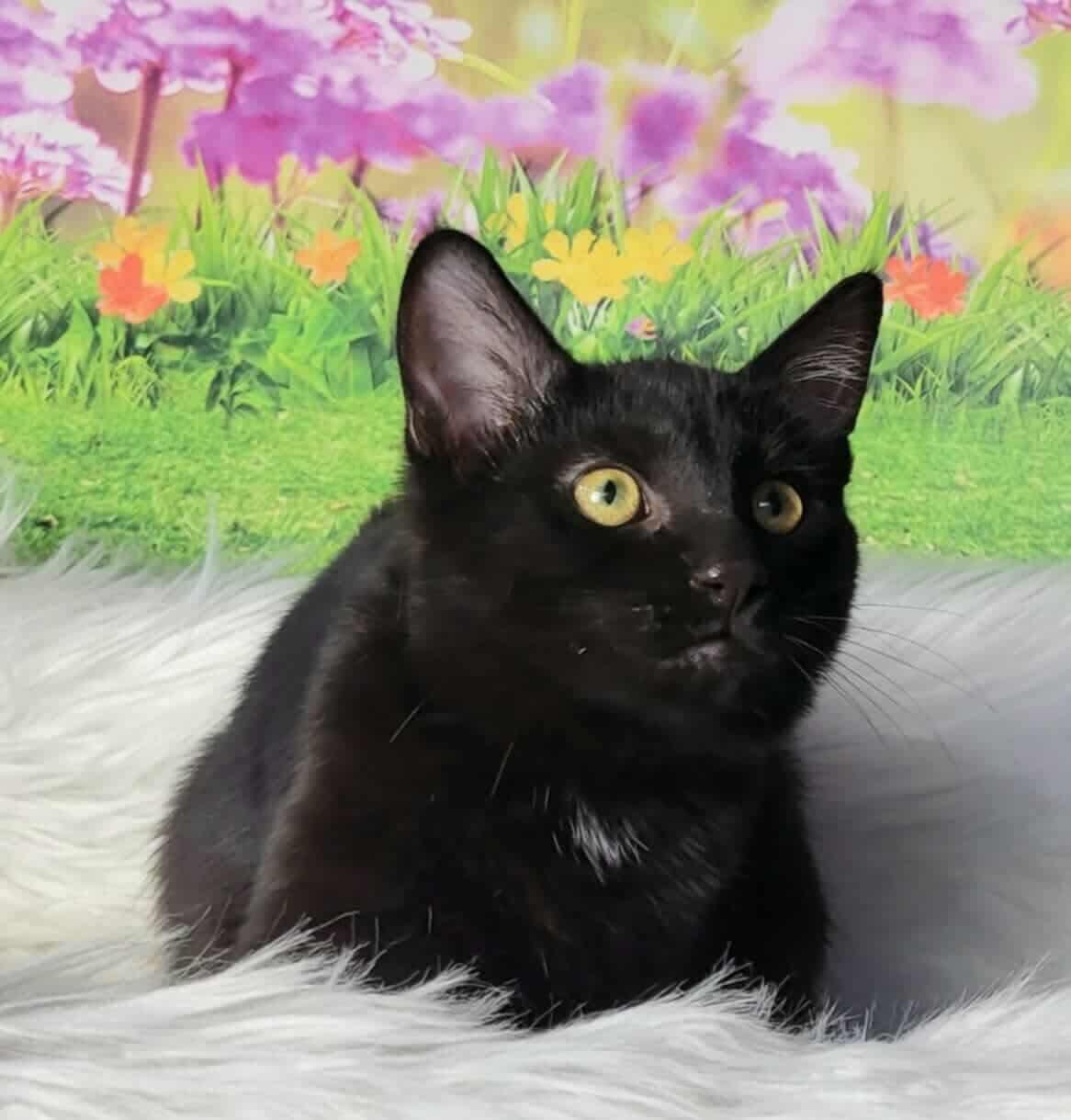 Enlarge Eirene, an adoptable Domestic Short Hair in Greensburg, PA image 5/6