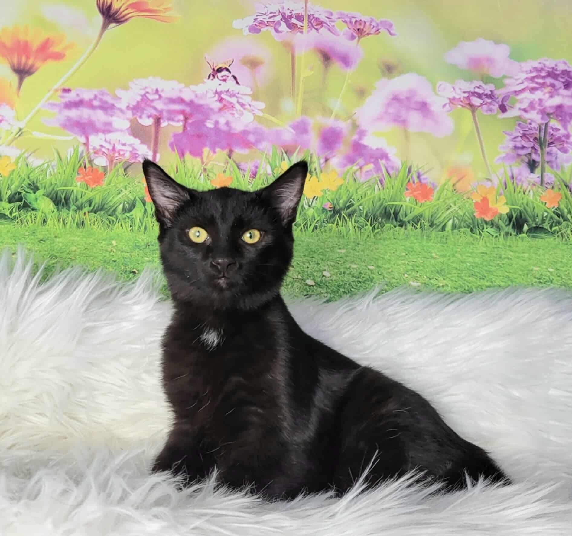 Enlarge Eirene, an adoptable Domestic Short Hair in Greensburg, PA image 6/6