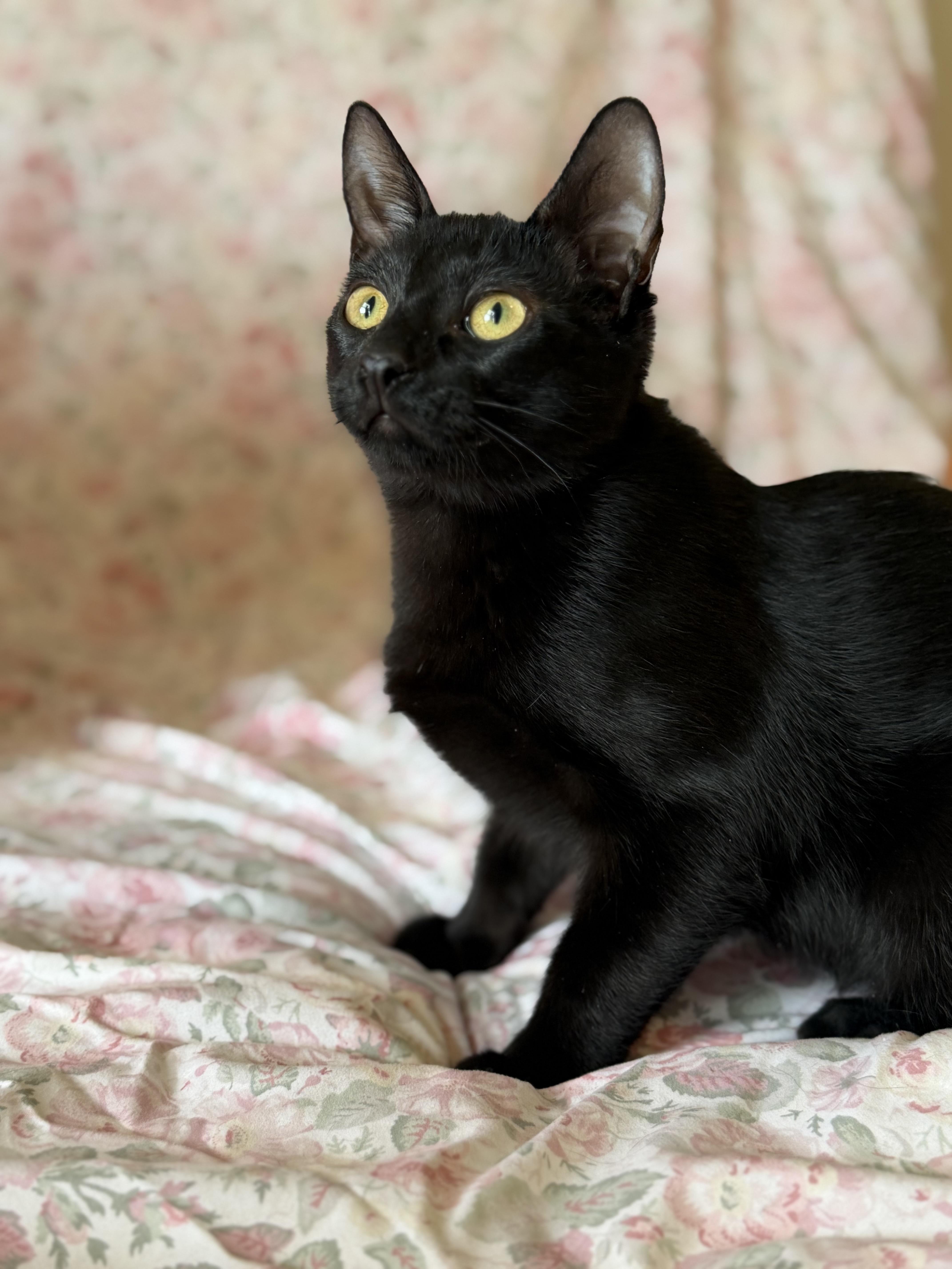 Derrick (bonded with JJ), ADOPTABLE, Kitten Male Domestic Short Hair.