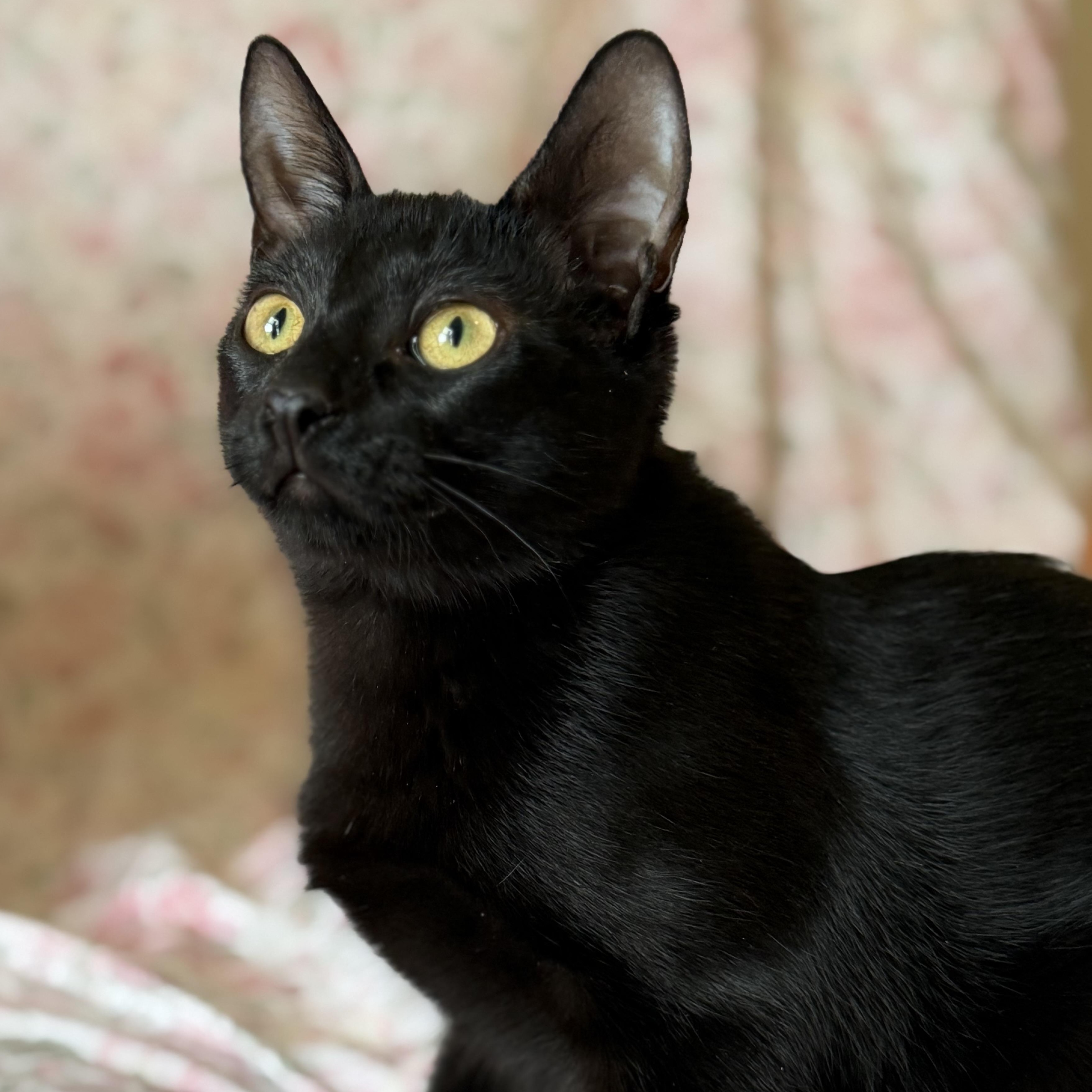 Derrick (bonded with JJ), a ADOPTABLE Domestic Short Hair in Johnsburg, IL image 1/6