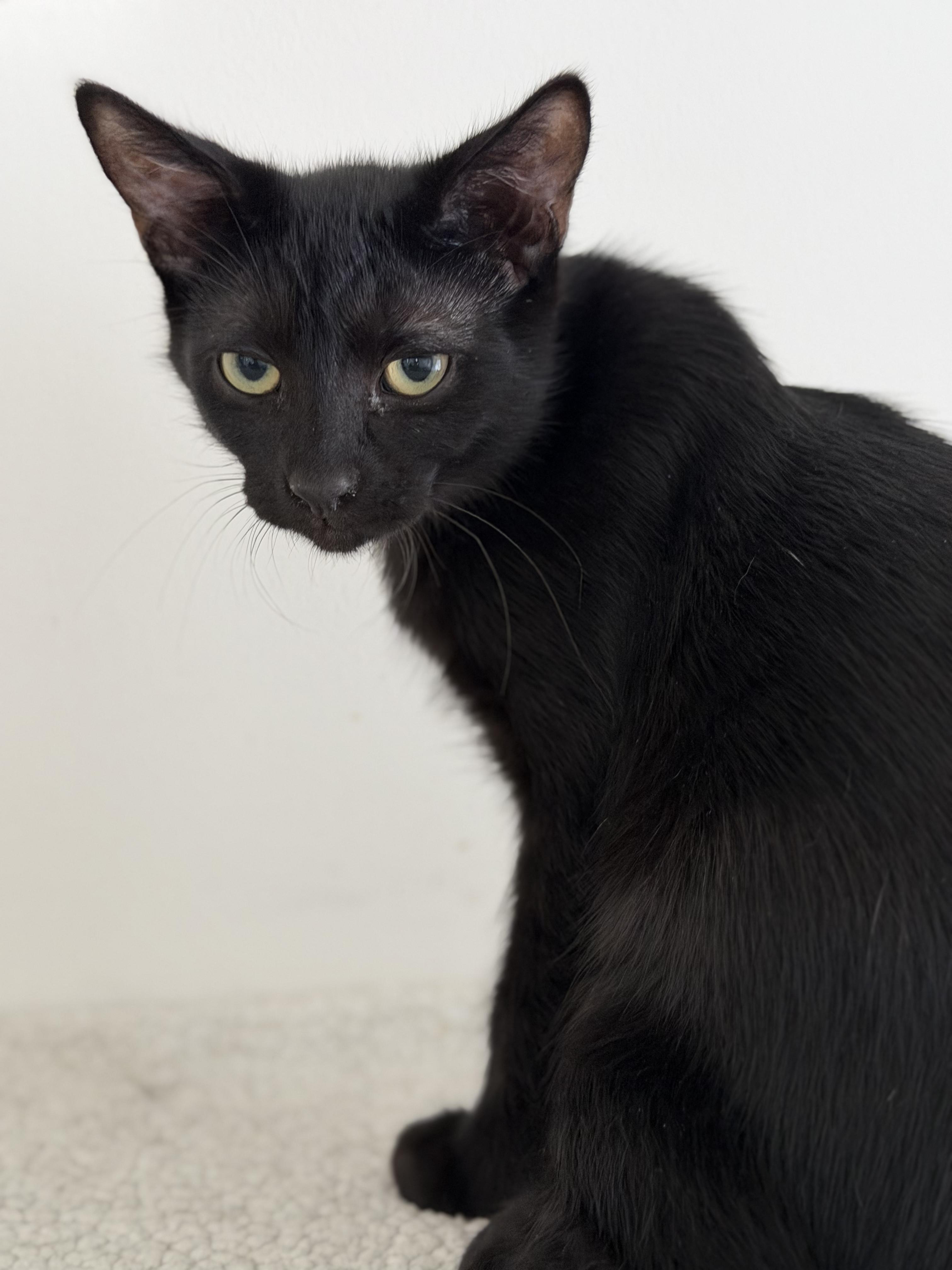 Enlarge Derrick (bonded with JJ), a ADOPTABLE Domestic Short Hair in Johnsburg, IL image 5/6