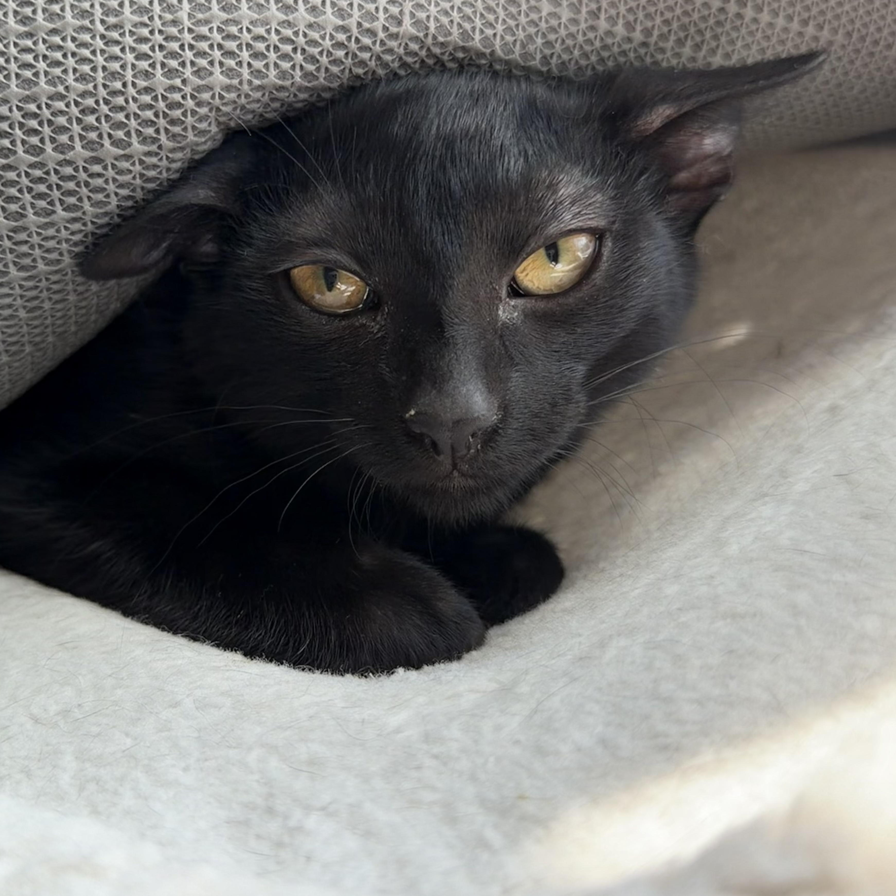 Enlarge Derrick (bonded with JJ), a ADOPTABLE Domestic Short Hair in Johnsburg, IL image 2/6