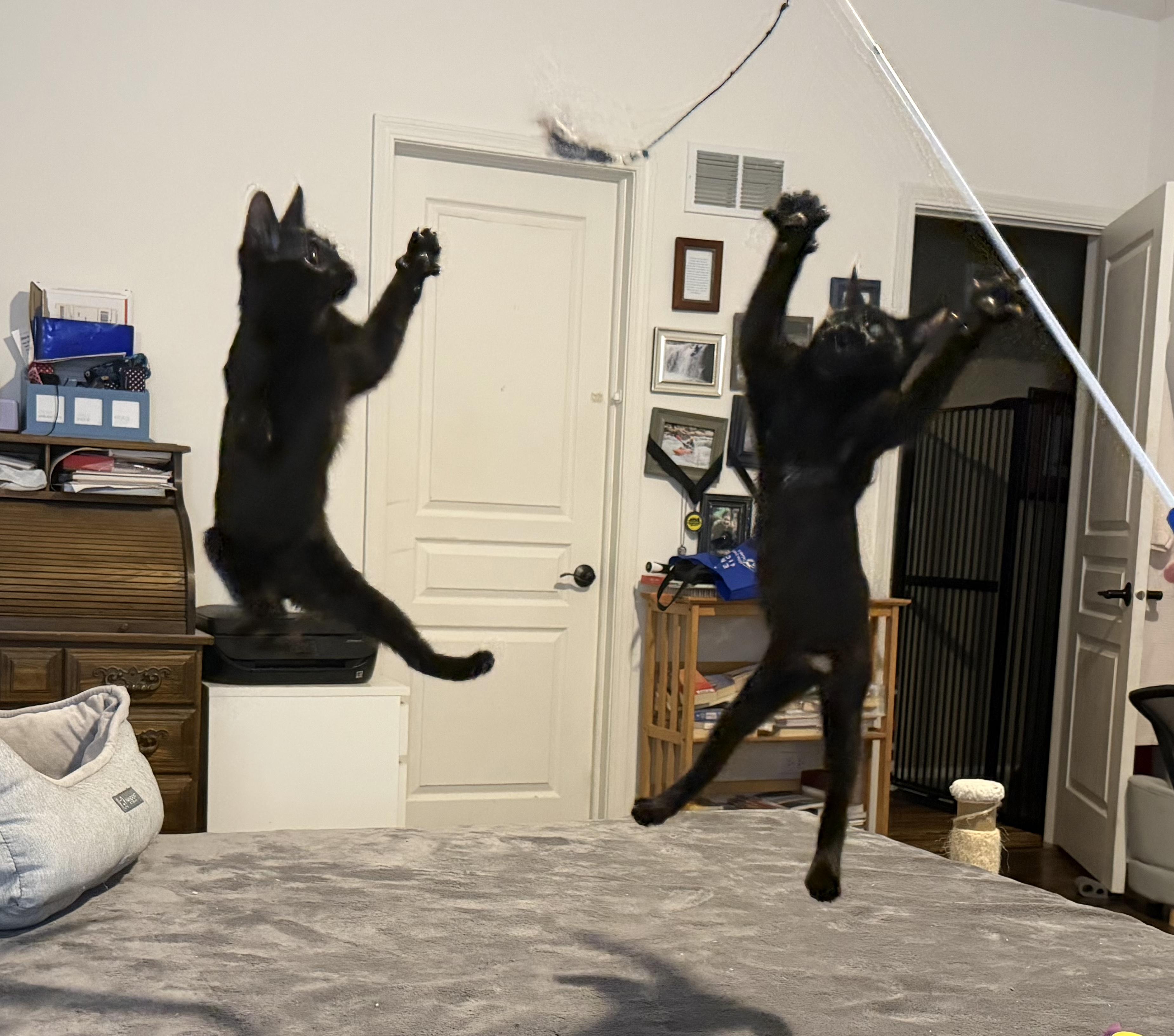 Enlarge Derrick (bonded with JJ), a ADOPTABLE Domestic Short Hair in Johnsburg, IL image 3/6
