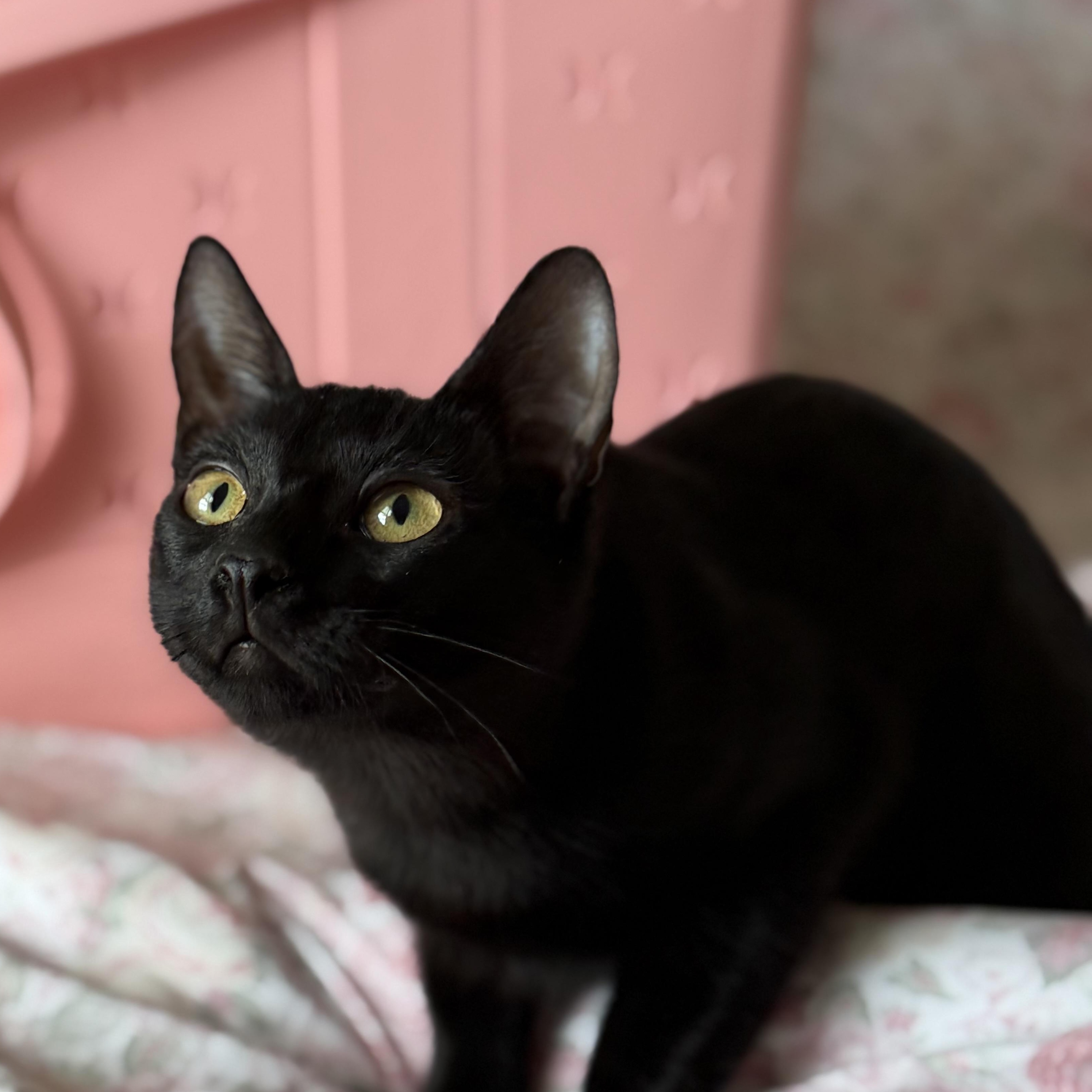 Derrick (bonded with JJ), a ADOPTABLE Domestic Short Hair in Johnsburg, IL image 2/6