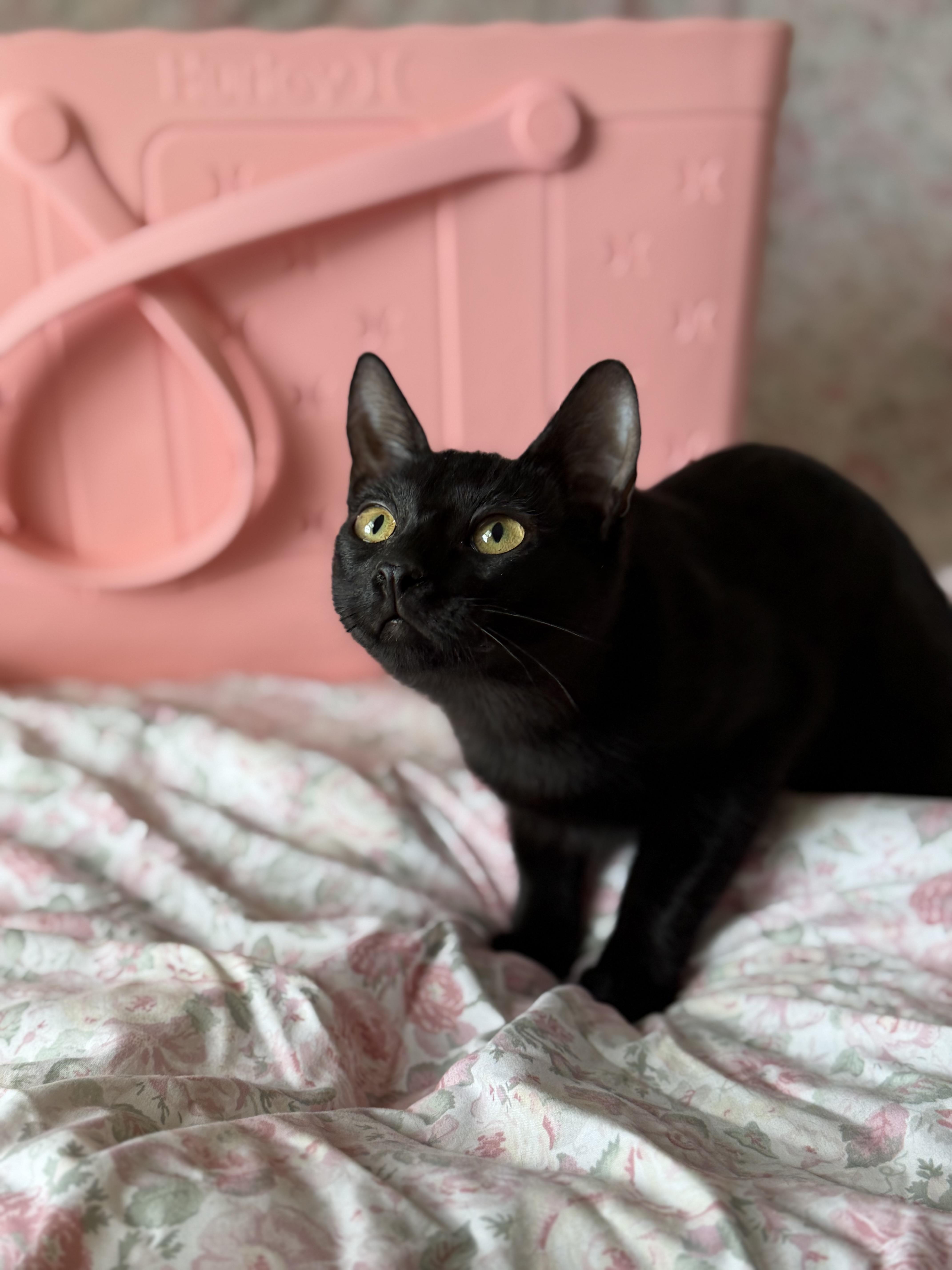 Enlarge Derrick (bonded with JJ), a ADOPTABLE Domestic Short Hair in Johnsburg, IL image 6/6