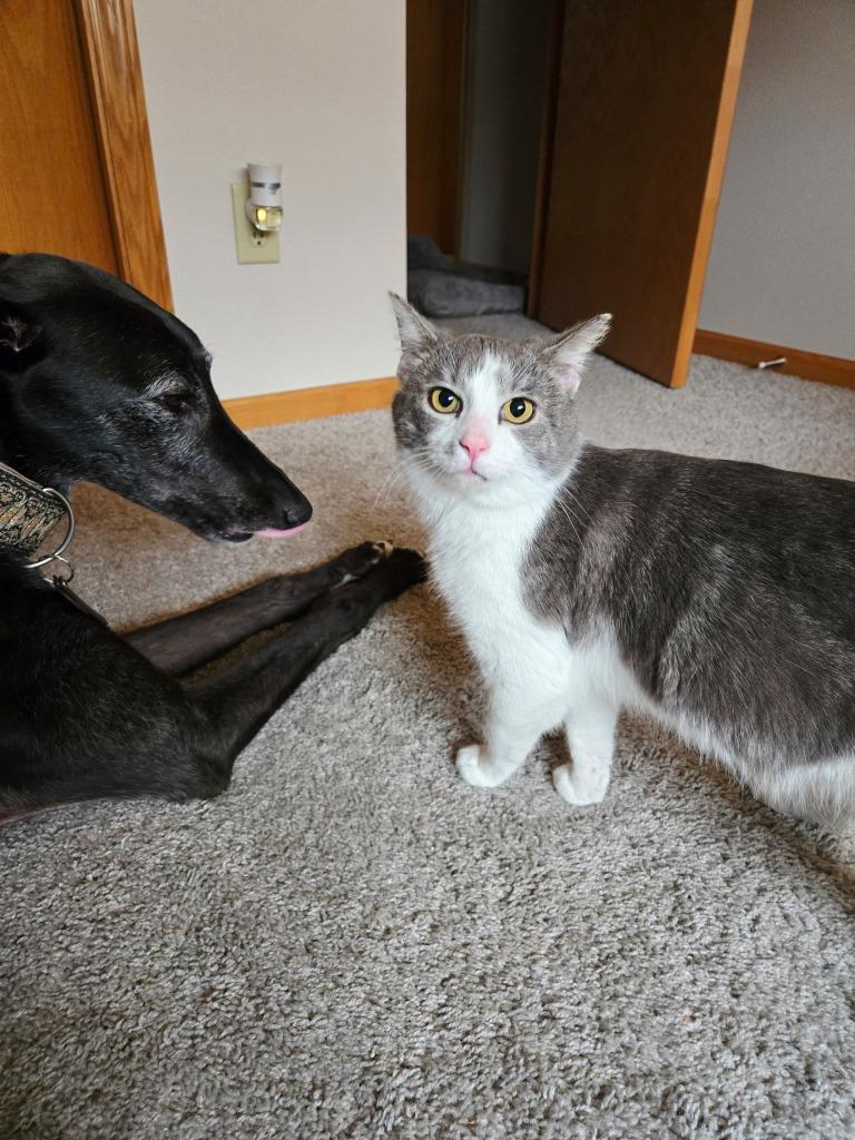 Bryan, Adoptable, Young Male Domestic Short Hair.