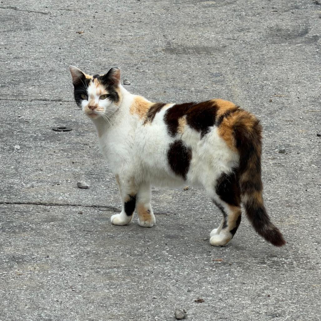 Millionaire, Adoptable, Adult Female Domestic Short Hair.