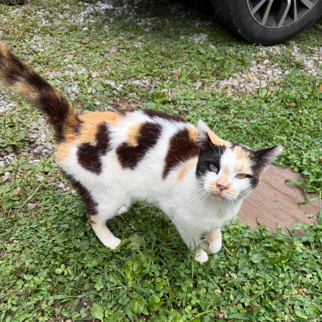 Enlarge Millionaire, a Adoptable Domestic Short Hair in Granville, OH image 2/3