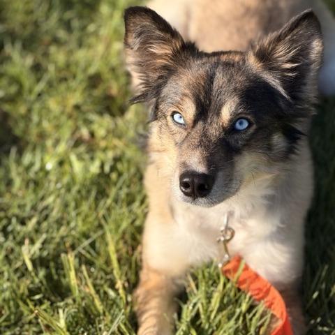 Marti, Adoptable, Adult Female Siberian Husky & Australian Shepherd.