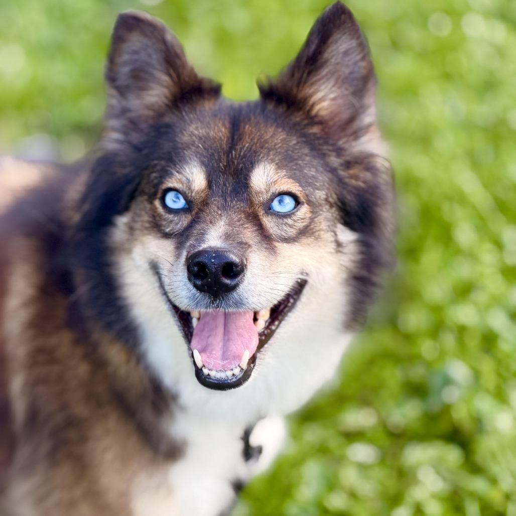 Enlarge Marti, a Adoptable mixed breed in Sparta, NJ image 2/6