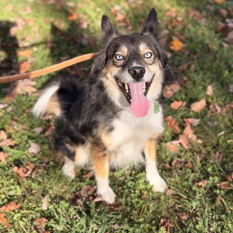 Marti, a Adoptable mixed breed in Sparta, NJ image 2/5