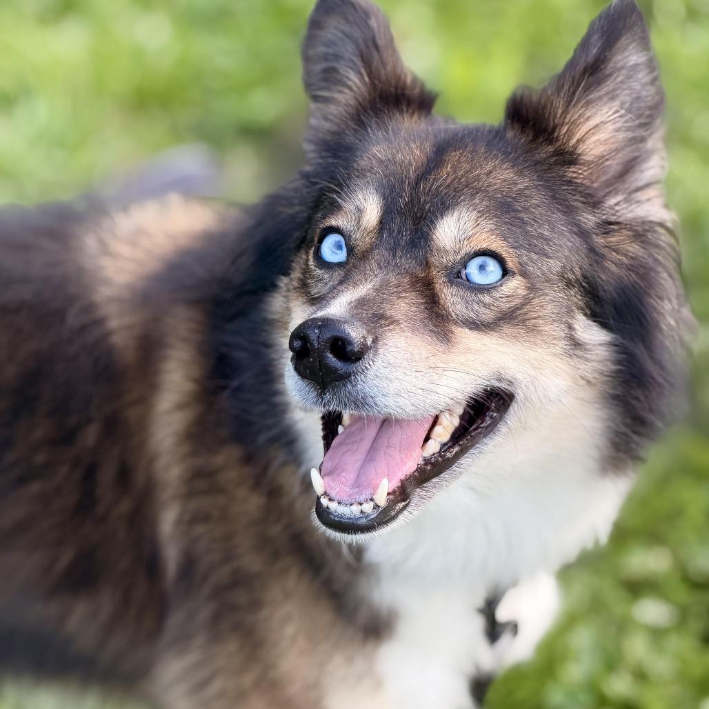 Enlarge Marti, a Adoptable mixed breed in Sparta, NJ image 4/6