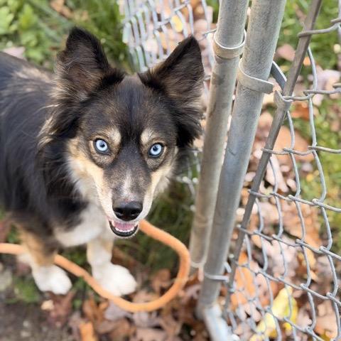 Marti, a Adoptable mixed breed in Sparta, NJ image 3/5