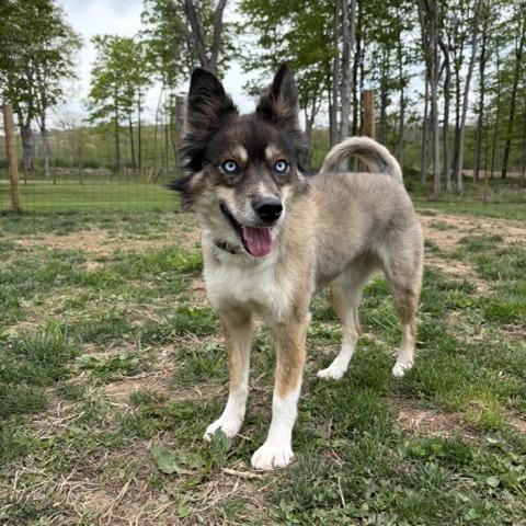 Marti, a Adoptable mixed breed in Sparta, NJ image 4/5