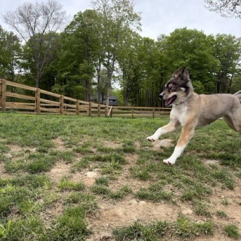 Marti, a Adoptable mixed breed in Sparta, NJ image 5/5