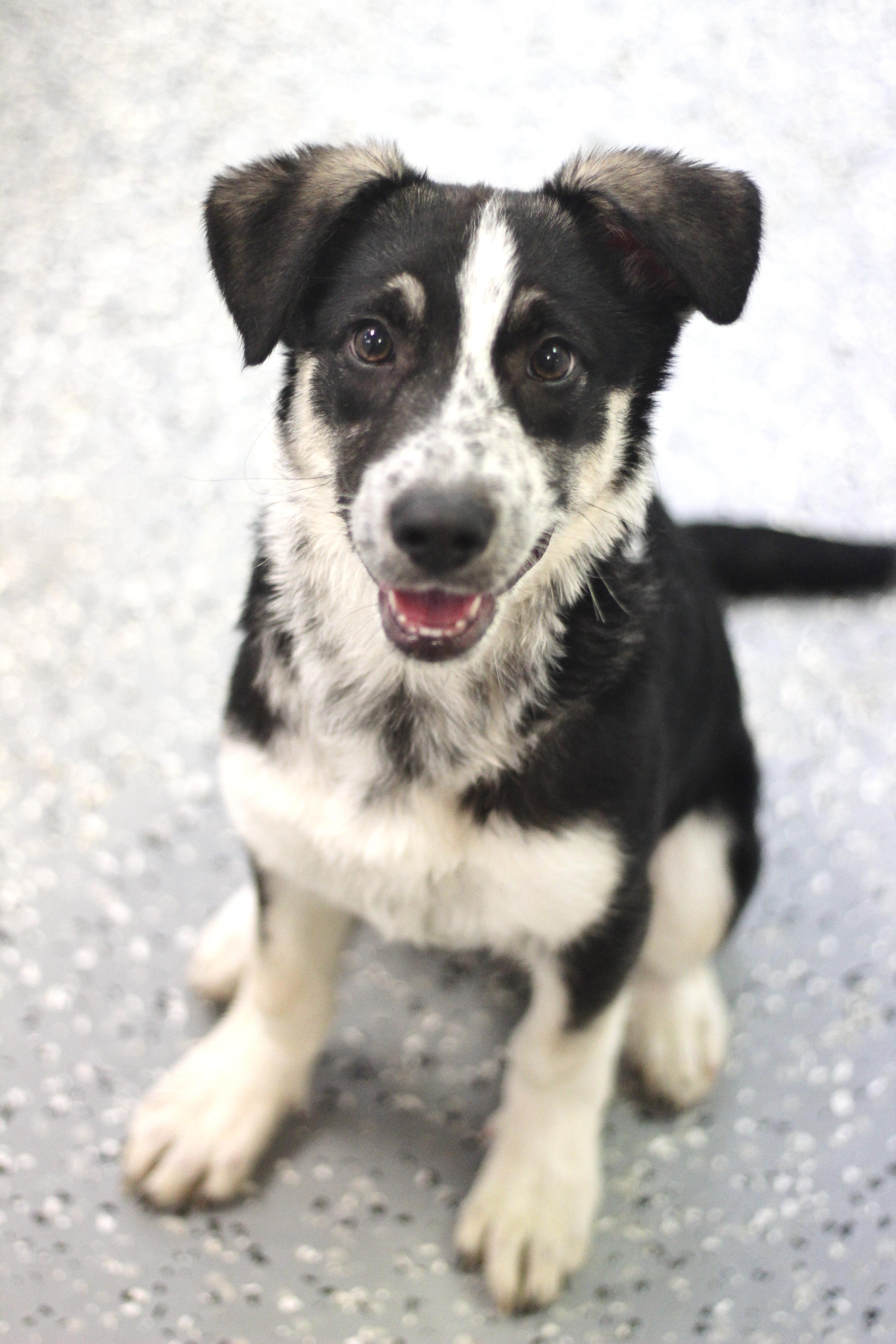 Goldie in NH! Come Meet our Adoptable Dogs Wednesday-Saturday. More info in Bio!, ADOPTABLE, Puppy Female Cattle Dog.