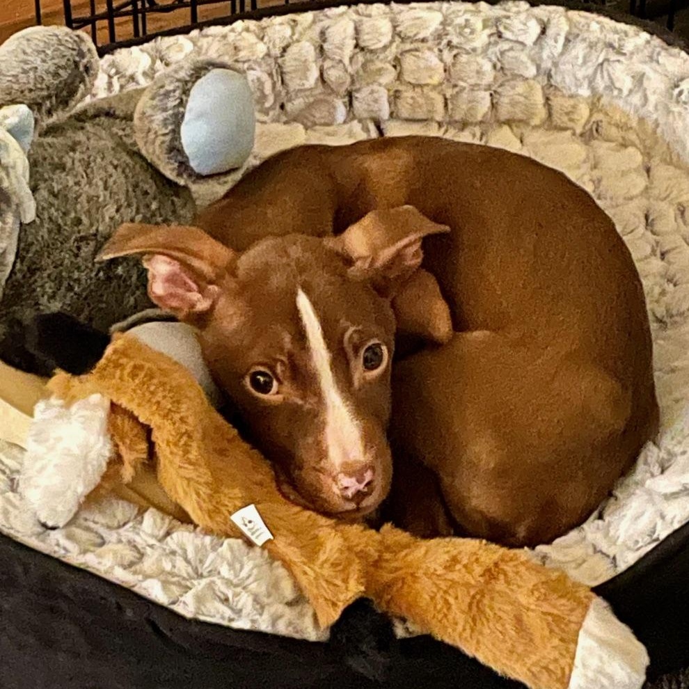 Fish, a ADOPTABLE mixed breed in Scarborough, ON image 5/6