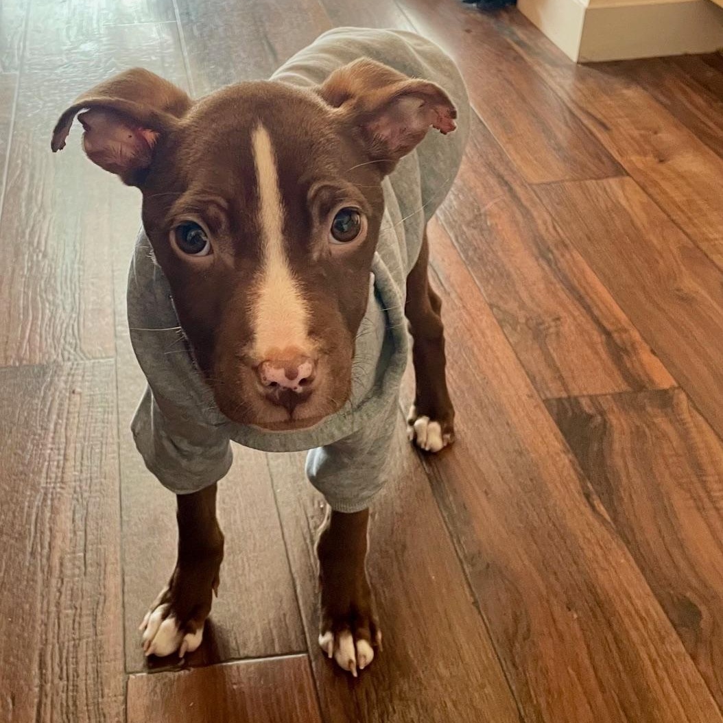 Fish, a ADOPTABLE mixed breed in Scarborough, ON image 3/6