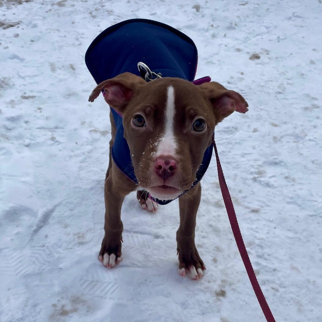 Fish, a ADOPTABLE mixed breed in Scarborough, ON image 2/6