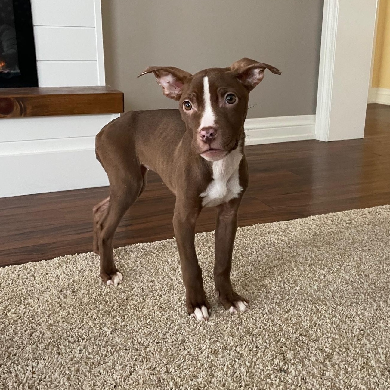 Fish, ADOPTABLE, Young Female Cane Corso & American Bully.