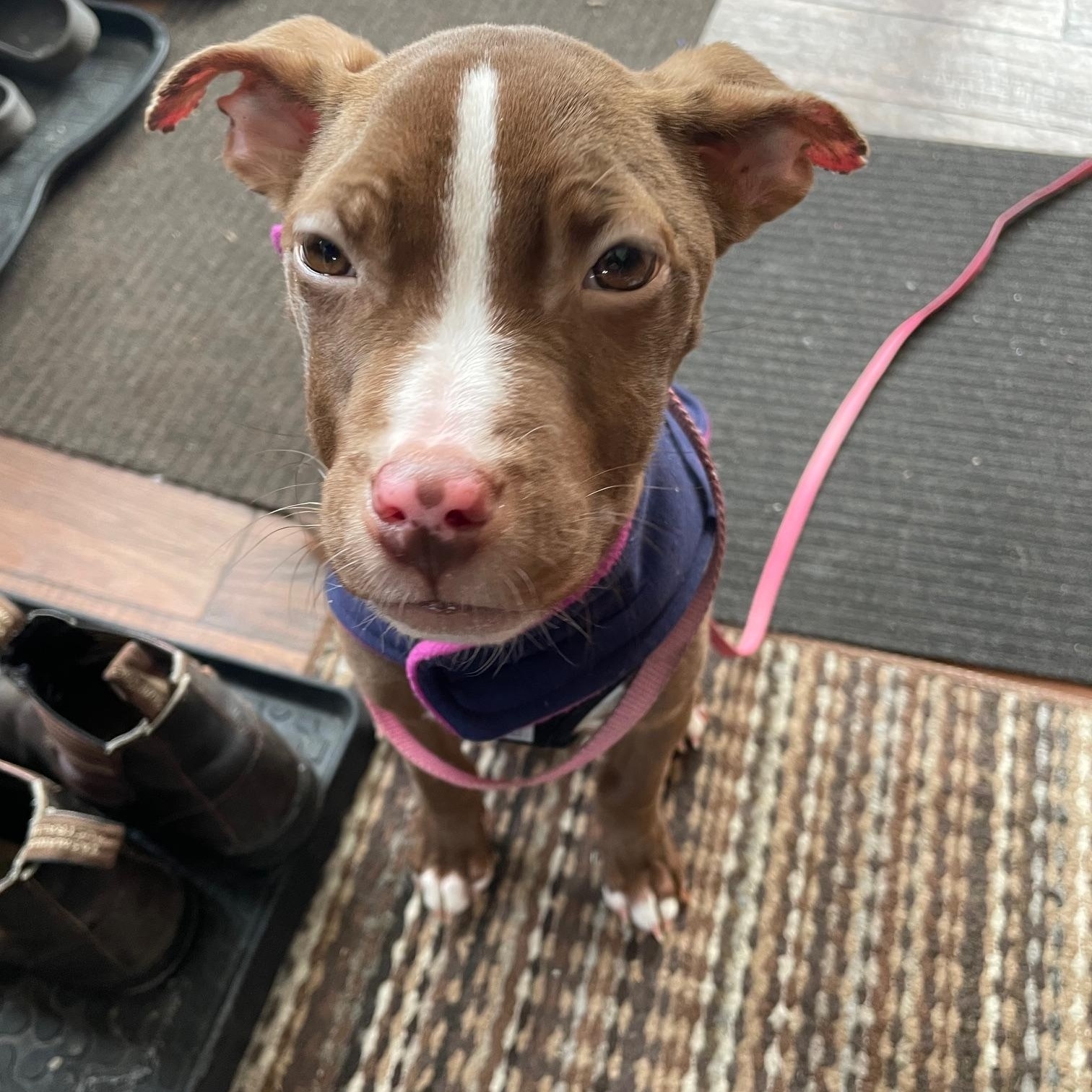Fish, a ADOPTABLE mixed breed in Scarborough, ON image 4/6