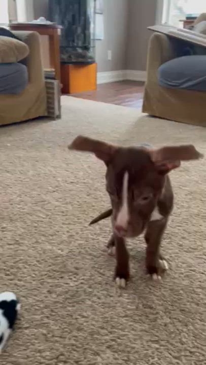 Enlarge Fish, a ADOPTABLE mixed breed in Scarborough, ON video 6/6