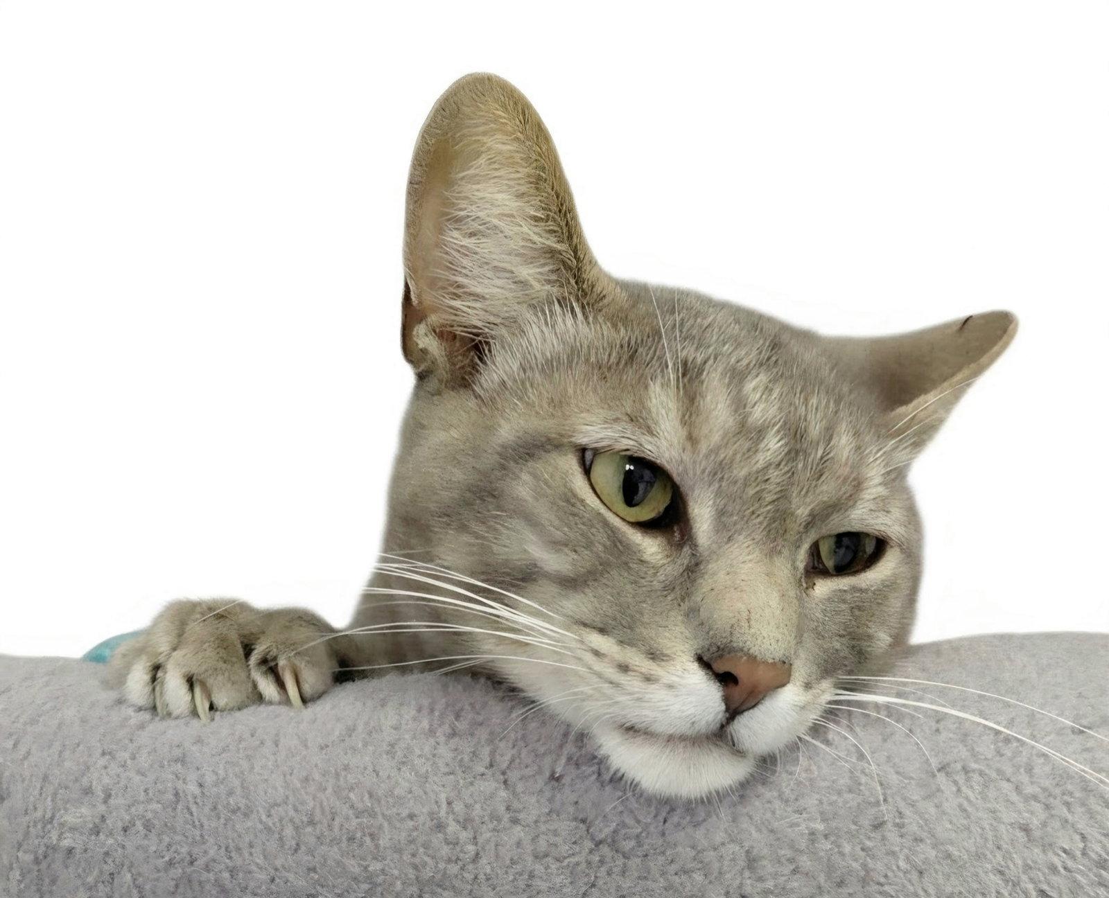 Enlarge Millie (bonded with Vern), a Adoptable Domestic Short Hair in Montello, WI image 1/3