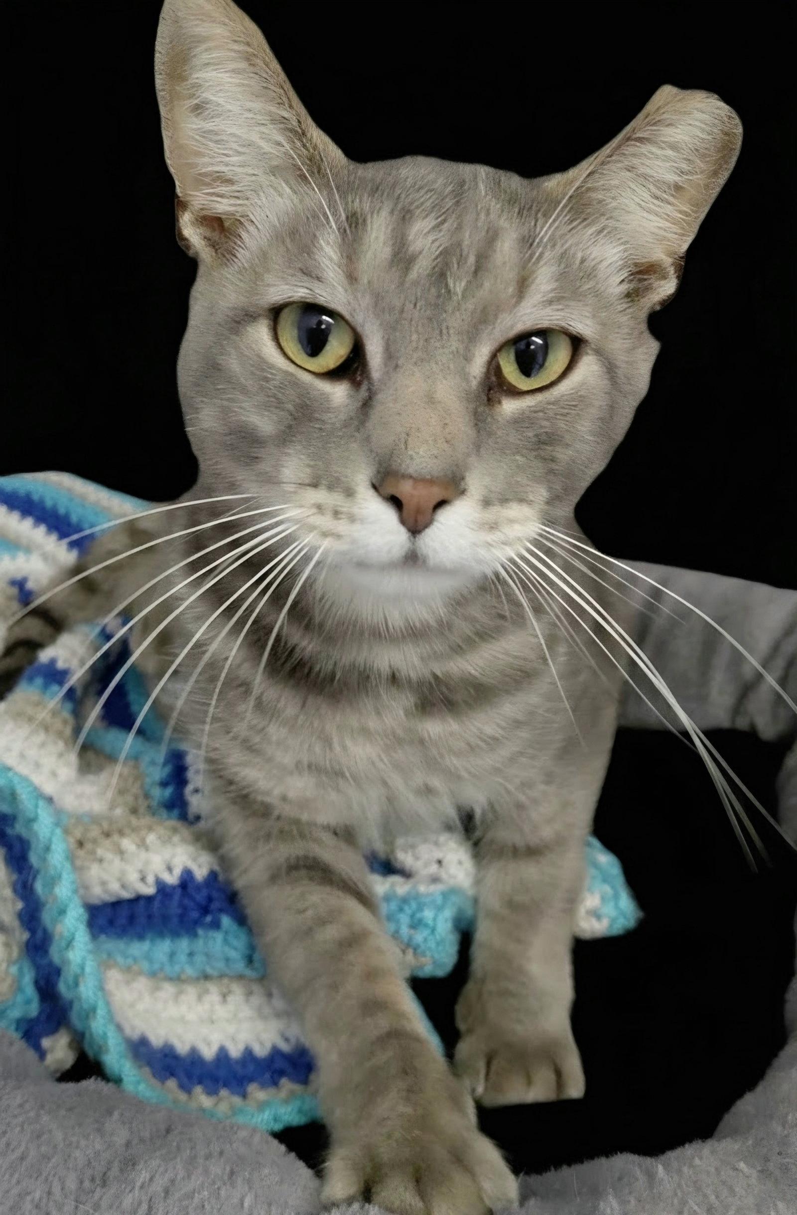Enlarge Millie (bonded with Vern), a Adoptable Domestic Short Hair in Montello, WI image 2/3